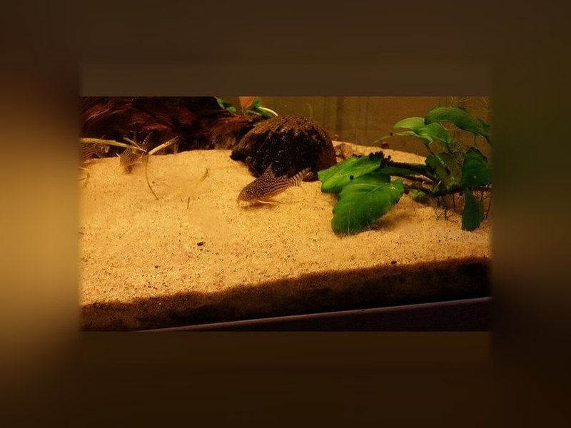 Corydoras (Corydoras sterbai)