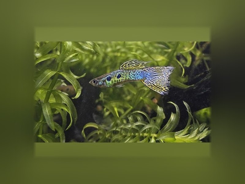 Guppy (Poecilia reticulata)
