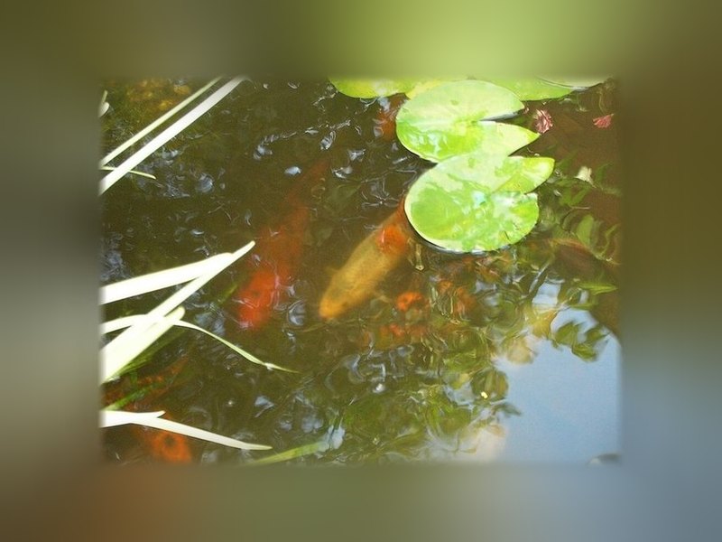 Koi (Cyprinus rubrofuscus)