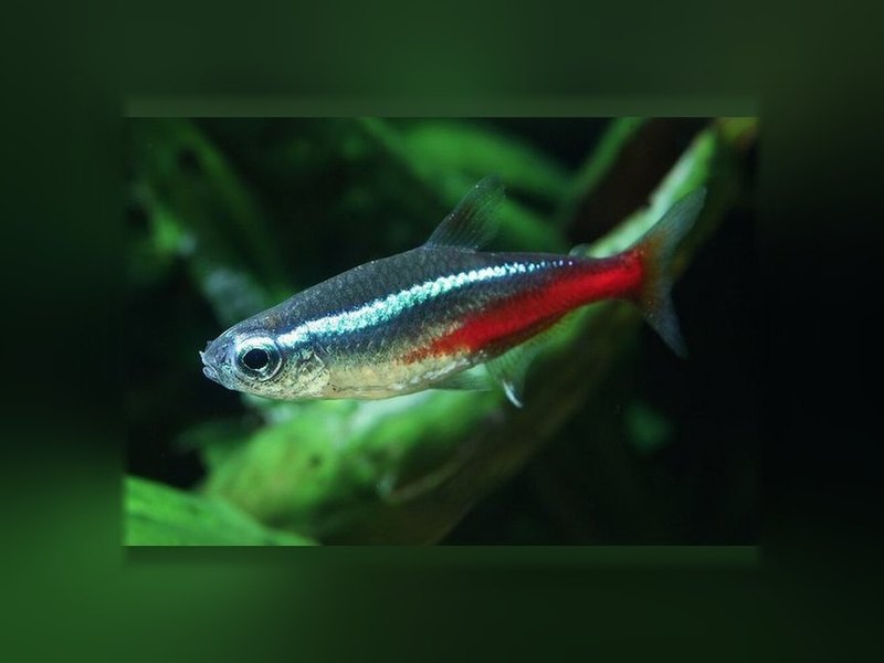 Neon Tetra (Paracheirodon innesi)